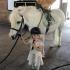 Finding the Perfect Pony